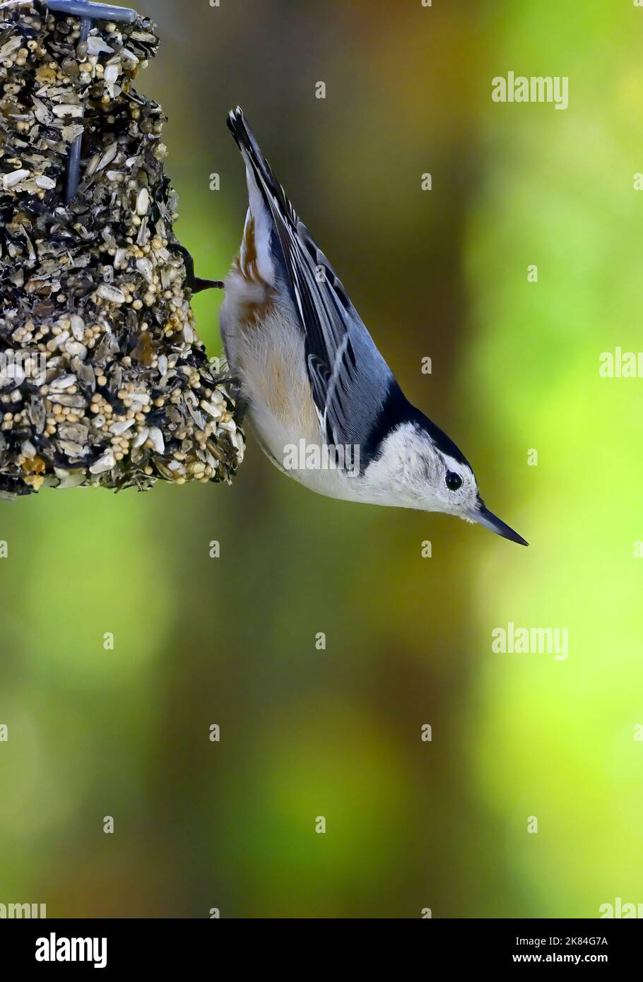 Ein Weißreiher Nuthatch-Vogel 'Sitta carolinensis', der sich auf einem hängenden Futterhäuschen im ländlichen Alberta, Kanada, ernährt. Stockfoto