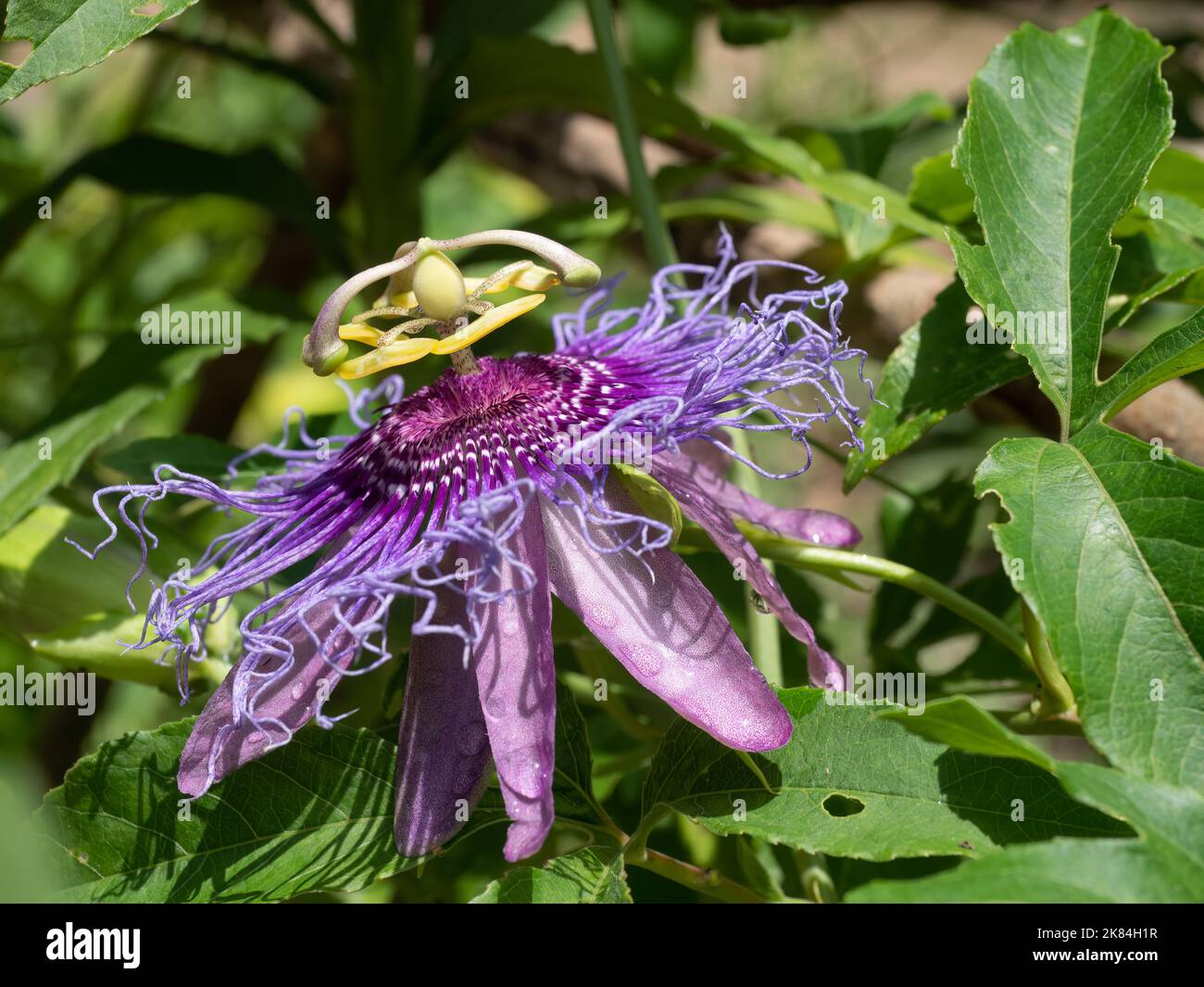 Nahaufnahme einer Amethyst-Passionsblume mit Lavendel und violetten Ranken, rosa Blütenblättern und gelben Anthern. Fotografiert im Profil. Stockfoto
