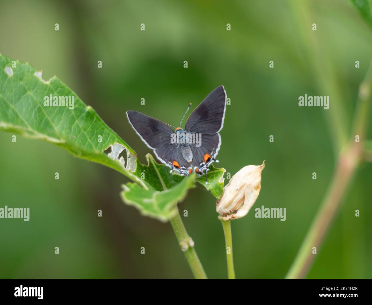 Grauer Hairstreak-Schmetterling, der auf einem Blatt thront. Fotografiert in Texas mit geringer Schärfentiefe. Stockfoto