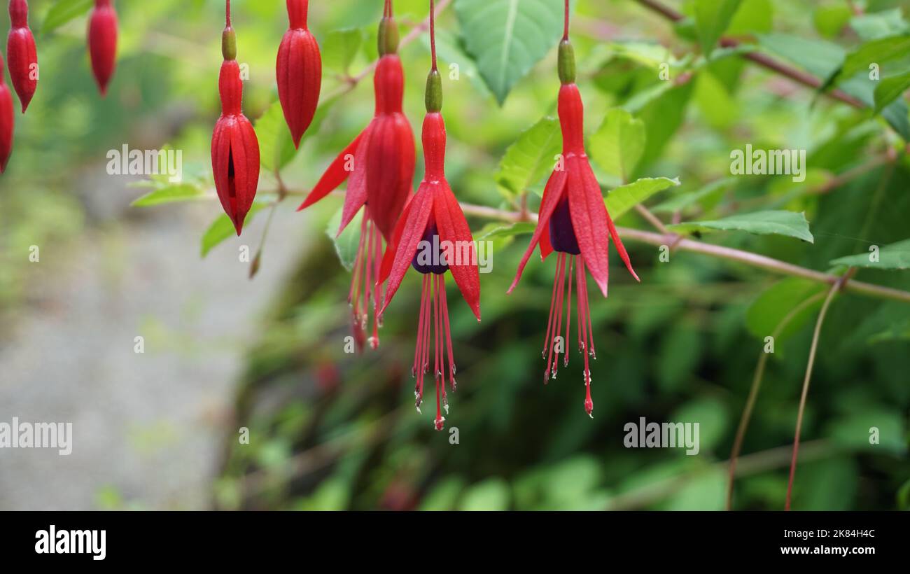 Hängende Fuchsie Stockfoto