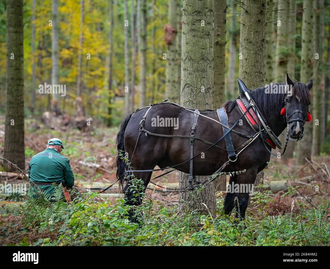 Oderberg, Deutschland. 12. Oktober 2022. Ralf Fangerow macht neben seinem kaltblütigen Pferd Amigo eine Pause. Mit Hilfe des Backhorse wird gefälltes Holz aus dem dichten Wald auf die Skid Trails gezogen. Die Hinterpferde, meist kaltblütige Pferde, können Baumstämme von bis zu einer Tonne über den Waldboden ziehen. Quelle: Patrick Pleul/dpa/Alamy Live News Stockfoto