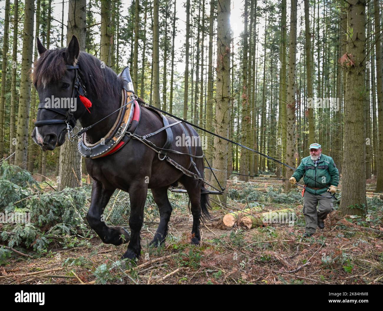 Oderberg, Deutschland. 12. Oktober 2022. Ralf Fangerow zieht mit dem kaltblütigen Pferd Amigo Baumstämme durch einen Wald aus Küstentannen. Mit Hilfe des Hinterpferdes wird gefälltes Holz aus dem dichten Wald auf die Hinterstraßen gezogen. Die Hinterpferde, meist kaltblütige Pferde, können Baumstämme von bis zu einer Tonne über den Waldboden ziehen. Quelle: Patrick Pleul/dpa/Alamy Live News Stockfoto