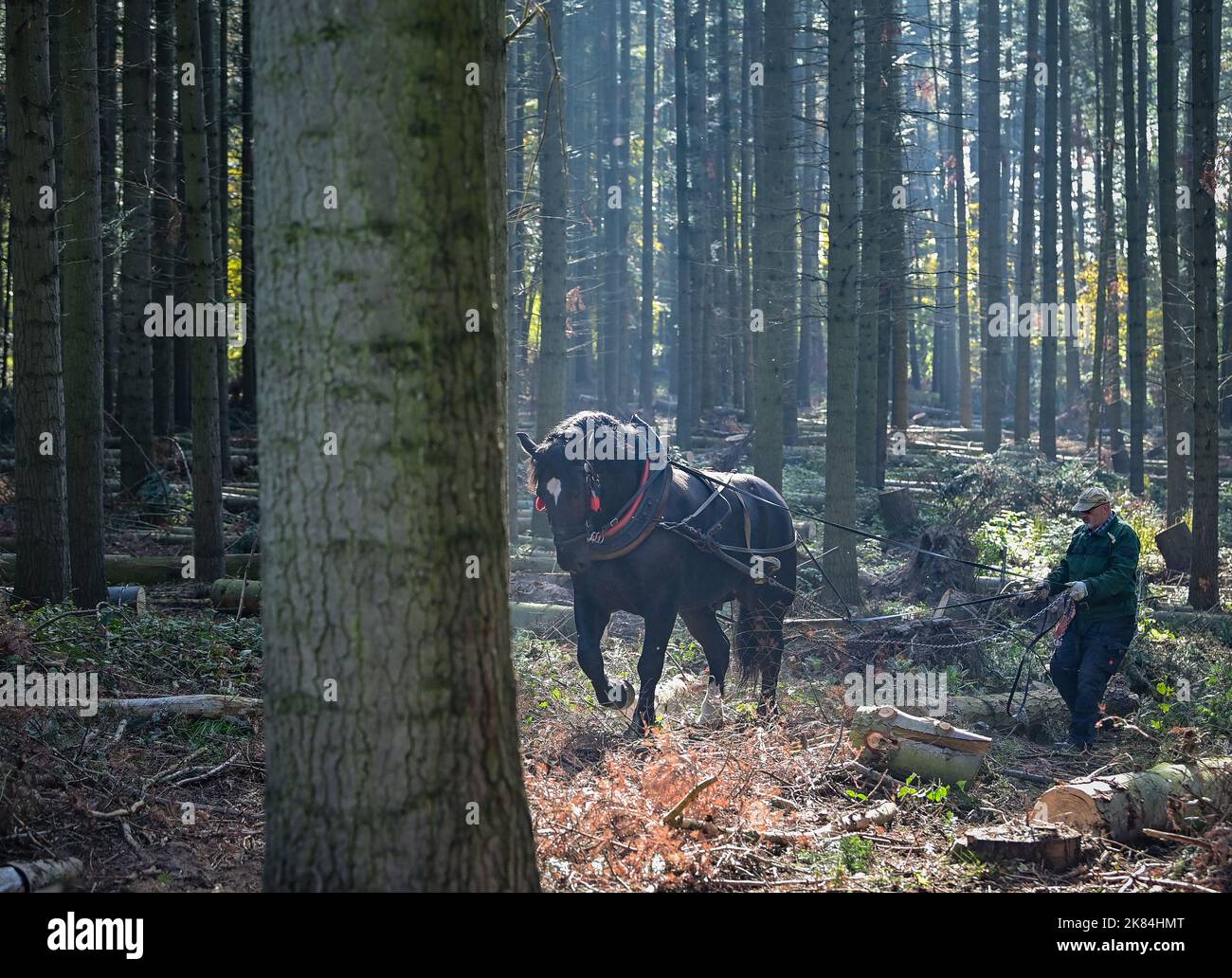 Oderberg, Deutschland. 12. Oktober 2022. Jans Fangerow zieht mit dem kaltblütigen Pferd Paco Baumstämme durch einen Wald aus Küstentannen. Mit Hilfe des Hinterpferdes wird gefälltes Holz aus dem dichten Wald auf die Nebenstraßen gezogen. Die meist kaltblütigen Pferde können bis zu einer Tonne Baumstämme über den Waldboden ziehen. Quelle: Patrick Pleul/dpa/Alamy Live News Stockfoto