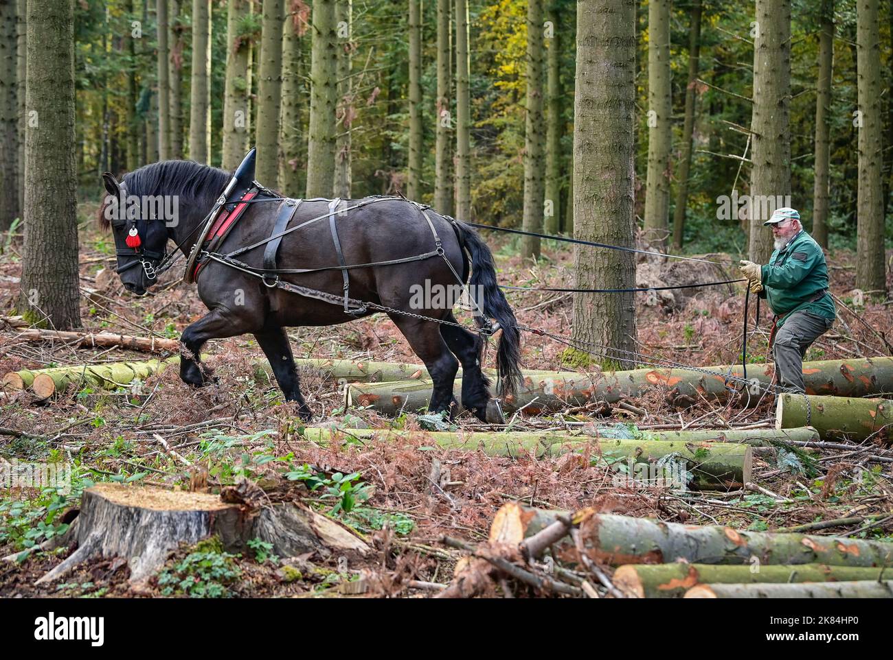 Oderberg, Deutschland. 12. Oktober 2022. Ralf Fangerow zieht mit dem kaltblütigen Pferd Amigo Baumstämme durch einen Wald aus Küstentannen. Mit Hilfe des Hinterpferdes wird gefälltes Holz aus dem dichten Wald auf die Hinterstraßen gezogen. Die Hinterpferde, meist kaltblütige Pferde, können Baumstämme von bis zu einer Tonne über den Waldboden ziehen. Quelle: Patrick Pleul/dpa/Alamy Live News Stockfoto