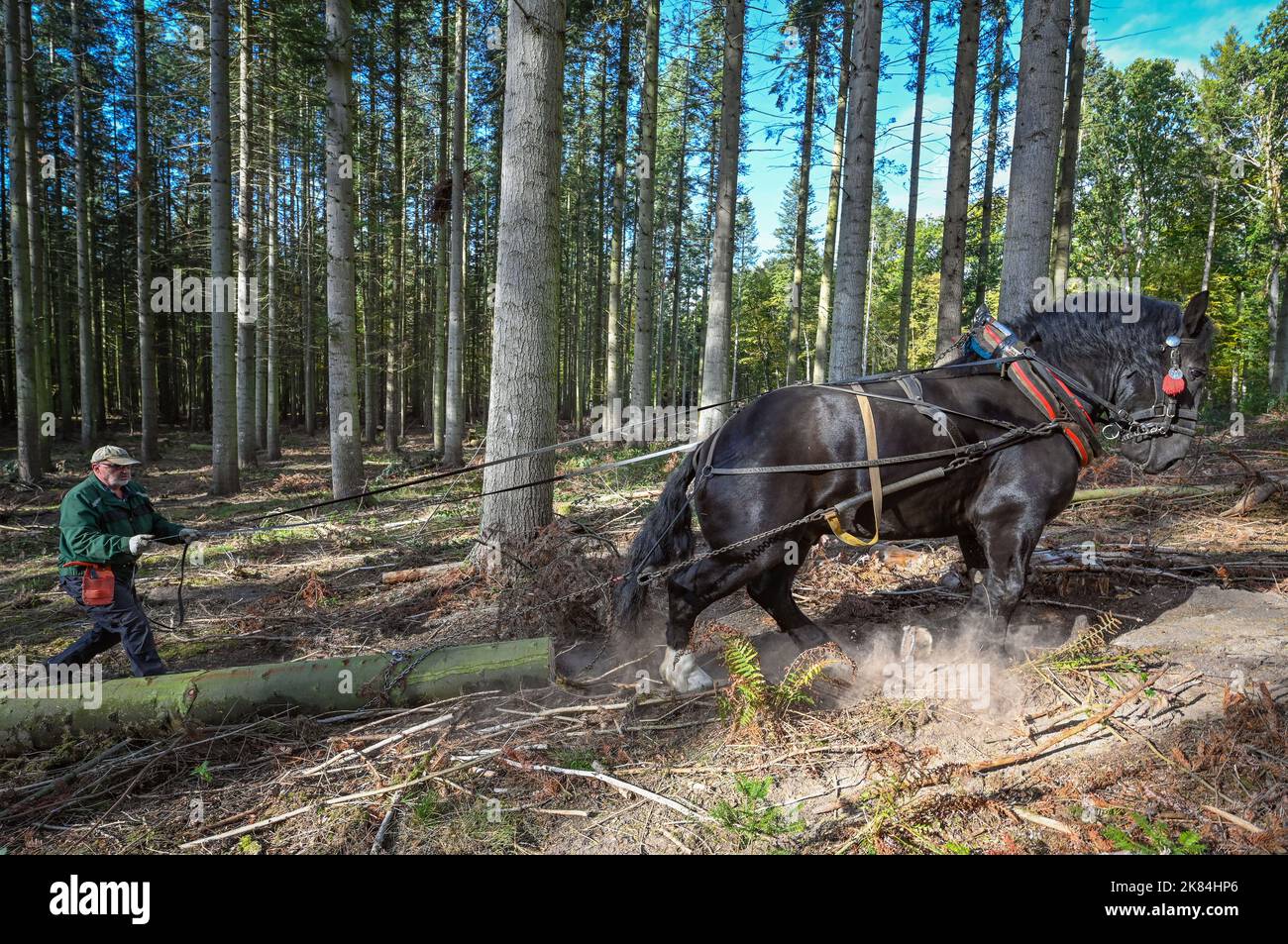 Oderberg, Deutschland. 12. Oktober 2022. Jans Fangerow zieht mit dem kaltblütigen Pferd Paco Baumstämme durch einen Wald aus Küstentannen. Mit Hilfe des Hinterpferdes wird gefälltes Holz aus dem dichten Wald auf die Nebenstraßen gezogen. Die meist kaltblütigen Pferde können bis zu einer Tonne Baumstämme über den Waldboden ziehen. Quelle: Patrick Pleul/dpa/Alamy Live News Stockfoto