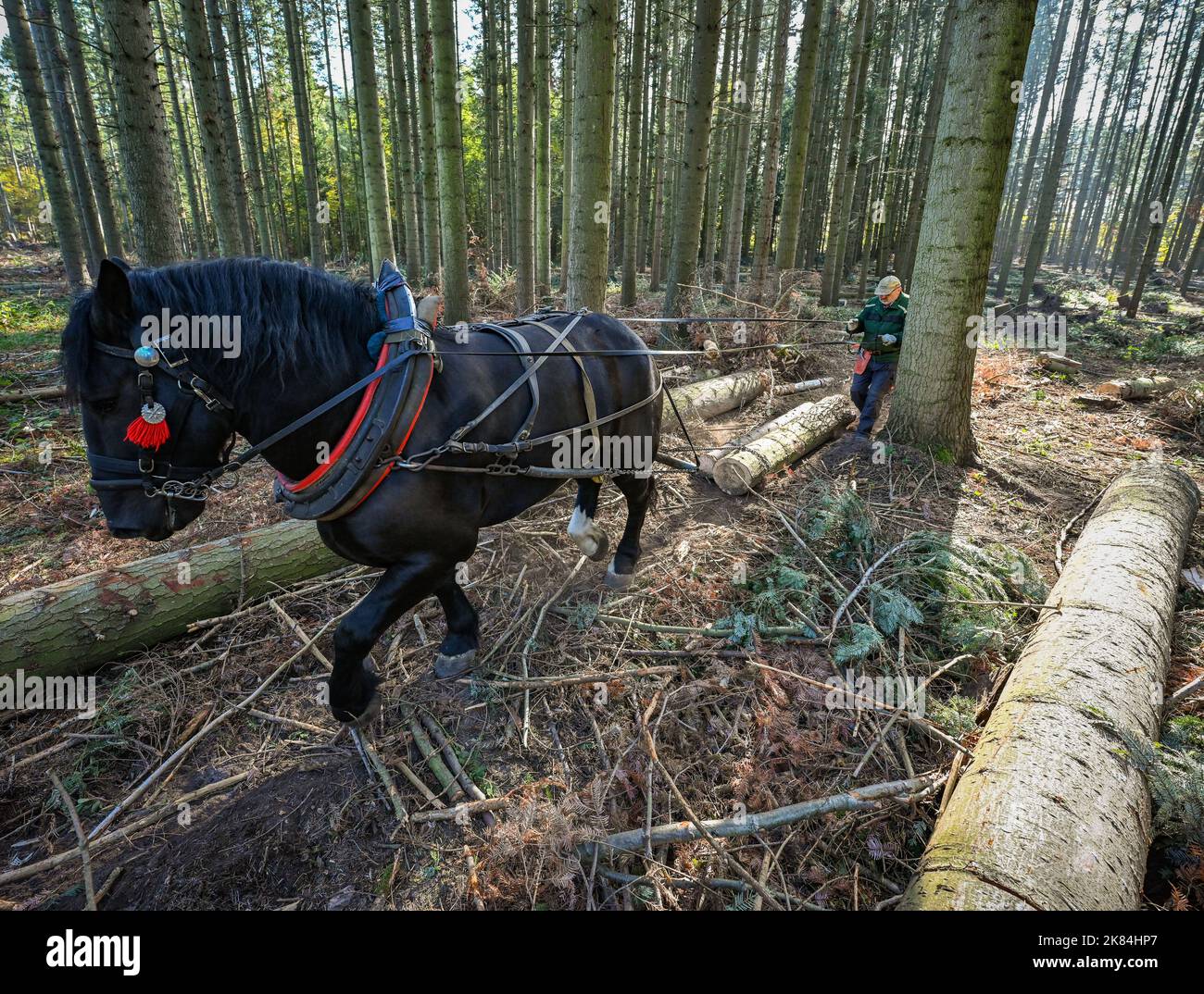 Oderberg, Deutschland. 12. Oktober 2022. Jans Fangerow zieht mit dem kaltblütigen Pferd Paco Baumstämme durch einen Wald aus Küstentannen. Mit Hilfe des Hinterpferdes wird gefälltes Holz aus dem dichten Wald auf die Nebenstraßen gezogen. Die Hinterpferde, meist kaltblütige Pferde, können Baumstämme von bis zu einer Tonne über den Waldboden ziehen. Quelle: Patrick Pleul/dpa/Alamy Live News Stockfoto