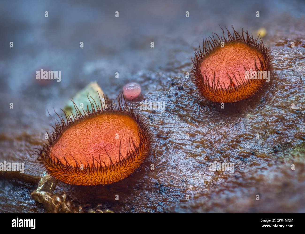 Scutellinia scutellata, gewöhnliche Wimpern, Molly-Augenzwinker, scharlachrote Elfenkappe Stockfoto