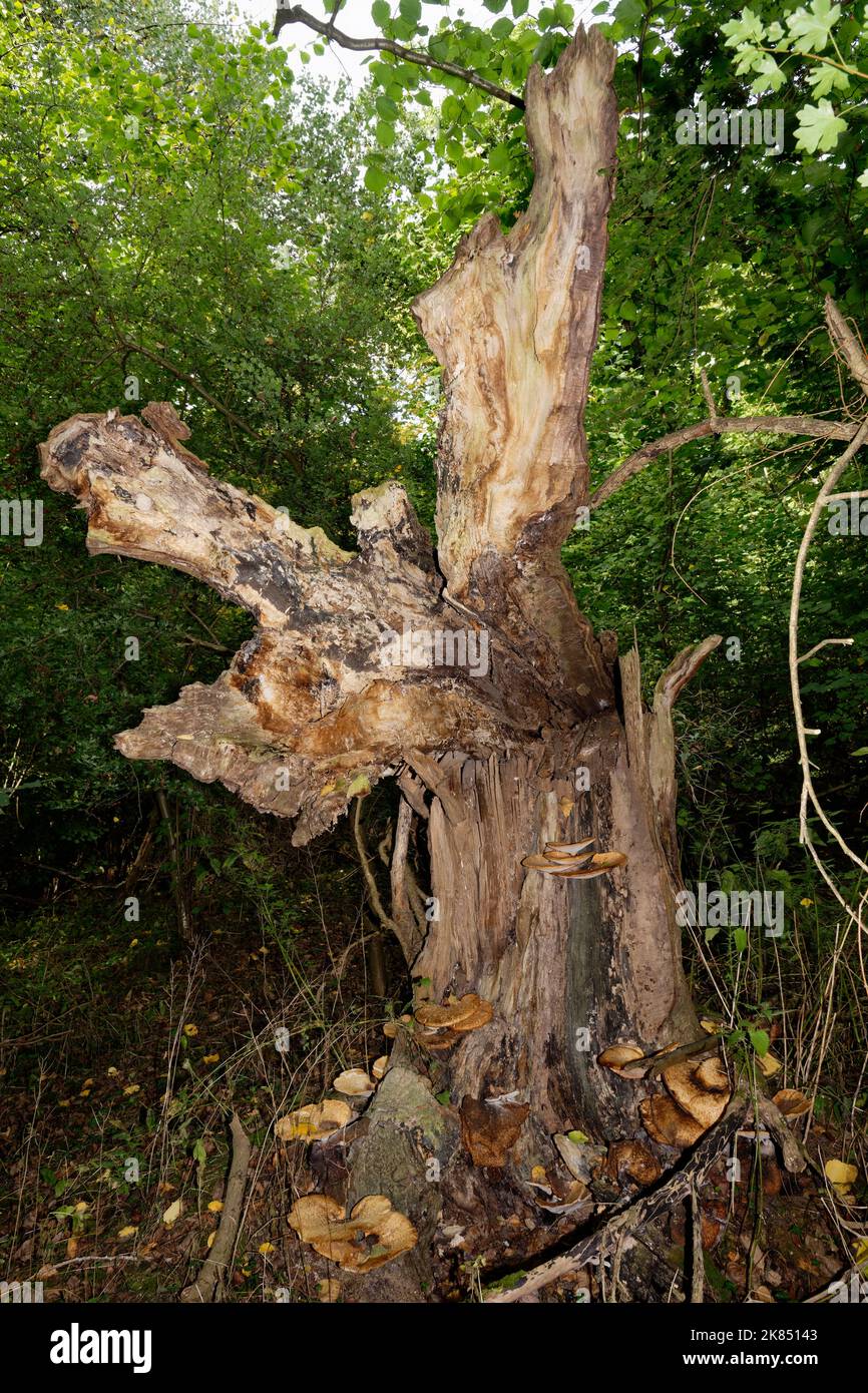 Dead Tree with Dryad's Saddle - Polyporus squamosus Bracket Fungi Stockfoto