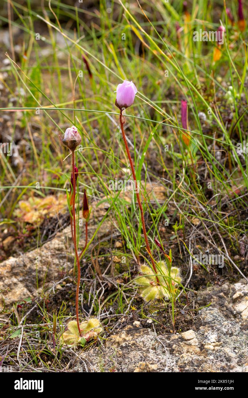 Einige Drosera pauciflora in natürlichem Lebensraum Stockfoto