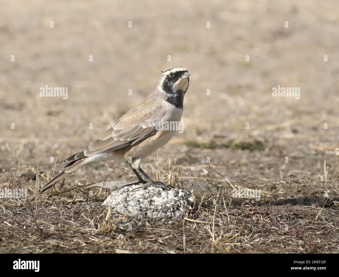 The Horned Lark Stockfoto