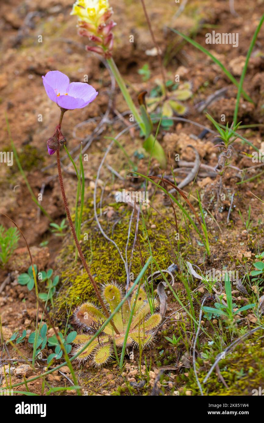 Drosera pauciflora mit Blume in natürlichem Lebensraum Stockfoto
