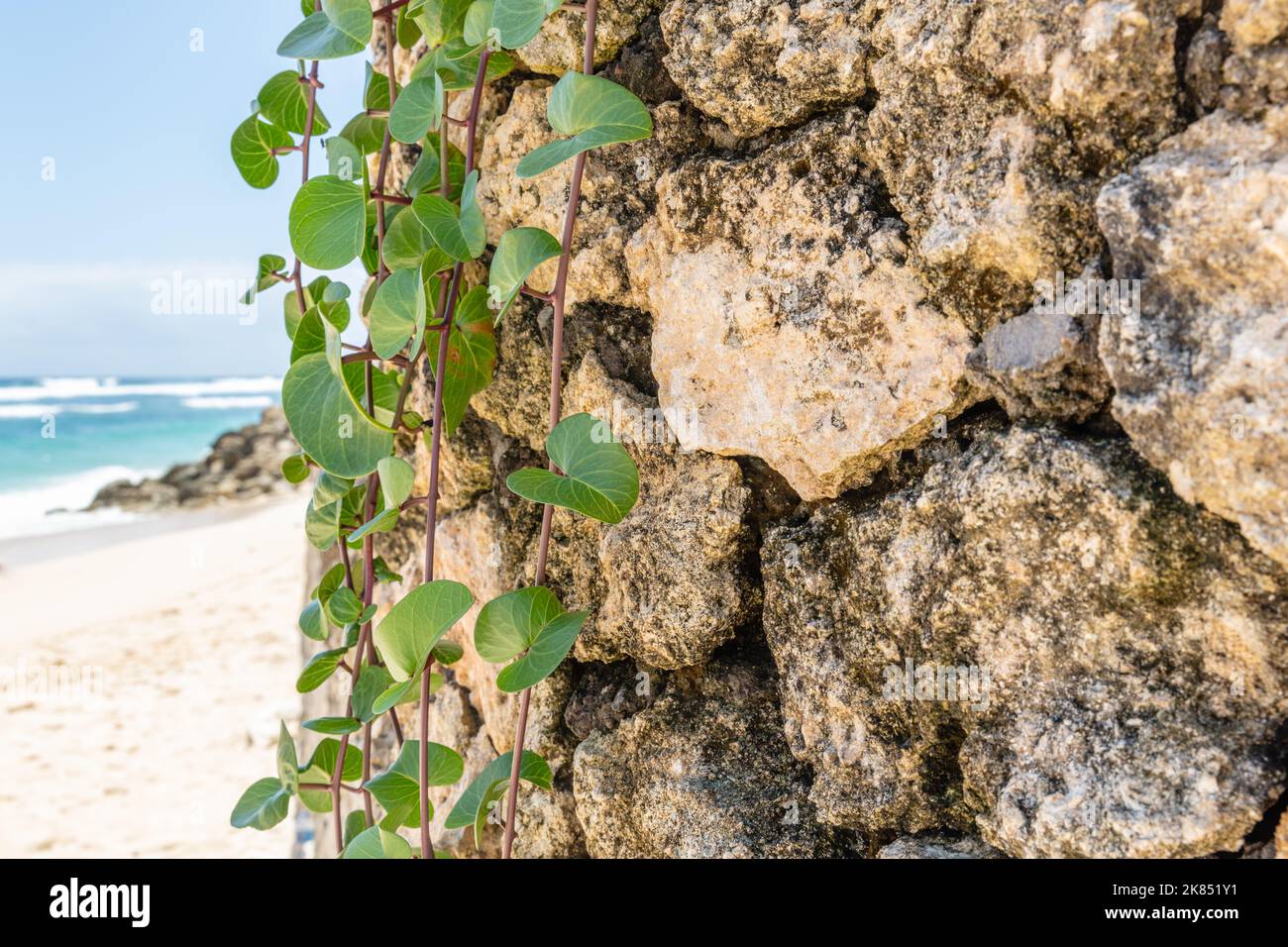 Beach Morning Glory oder Ipomoea an der Kalksteinmauer am Melasti Beach (Pantai Melasti), Bukit, Bali, Indonesien. Stockfoto