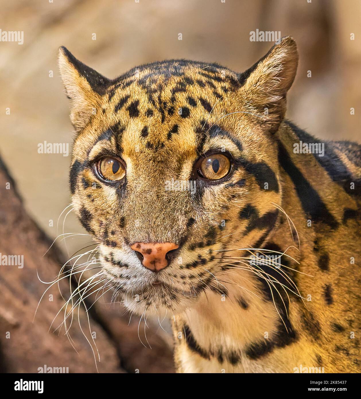 Nahaufnahme eines getrübten Leoparden (Neofelis nebulosa) Stockfoto