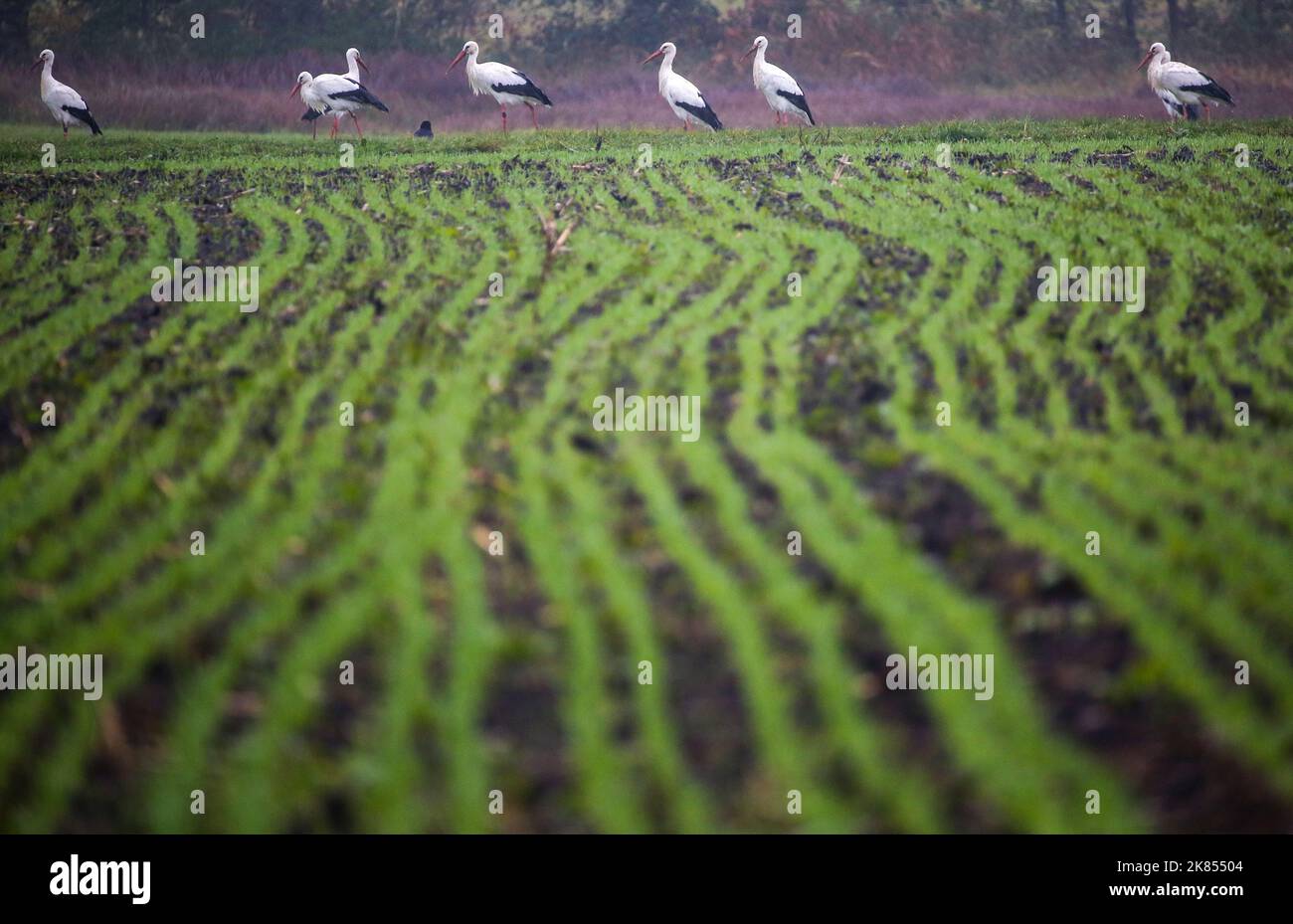 Riedlingen, Deutschland. 21. Oktober 2022. Störche sind draußen im Regen auf einem frisch gesät Feld Credit: Thomas Warnack/dpa/Alamy Live News Stockfoto