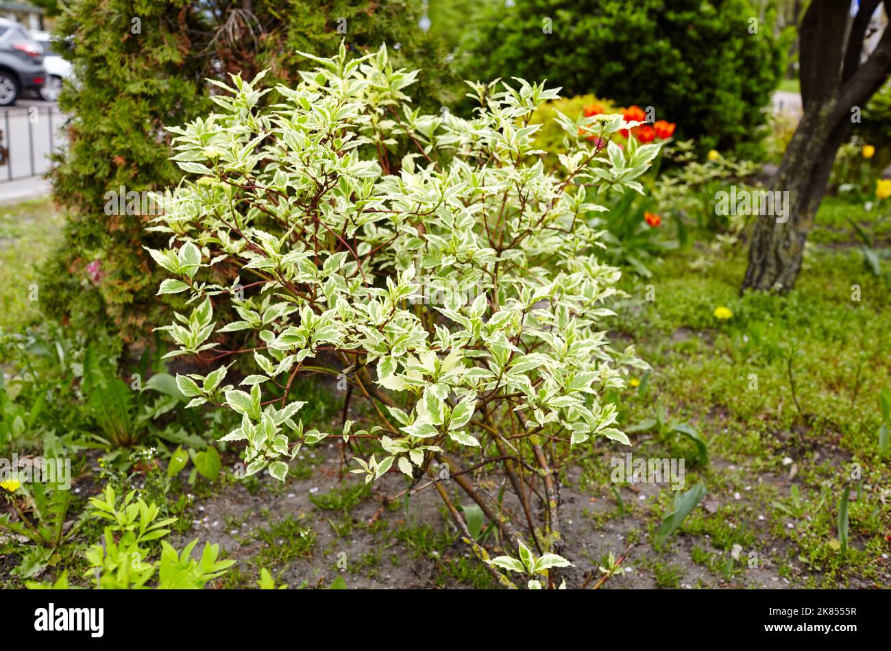 Schöne Pflanze Cornus alba elegantissima Strauch im Stadtpark. Familienname Cornaceae, Wissenschaftlicher Name Cornus alba. Verschwommenes Bild, selektiver Fokus Stockfoto