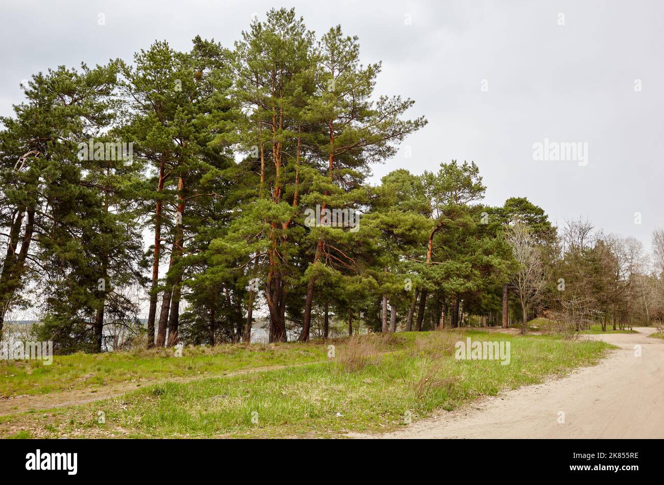 Kiefernwald. Schöner Sommerwald an einem Sommertag Stockfoto