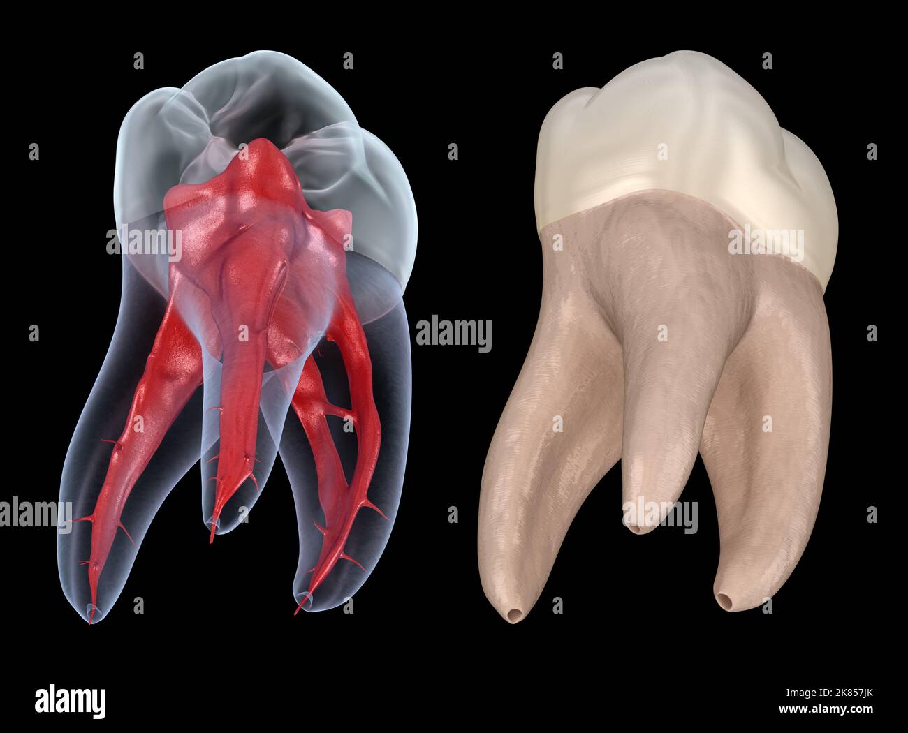 Zahnwurzelanatomie - erster Oberkiefermolarzahn. Medizinisch genaue zahnärztliche 3D Illustration Stockfoto