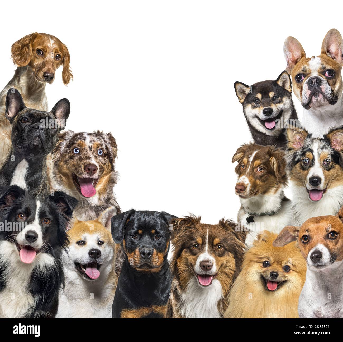 Große Gruppe glücklicher Hunde, die auf die Kamera schauen, isoliert auf Weiß Stockfoto