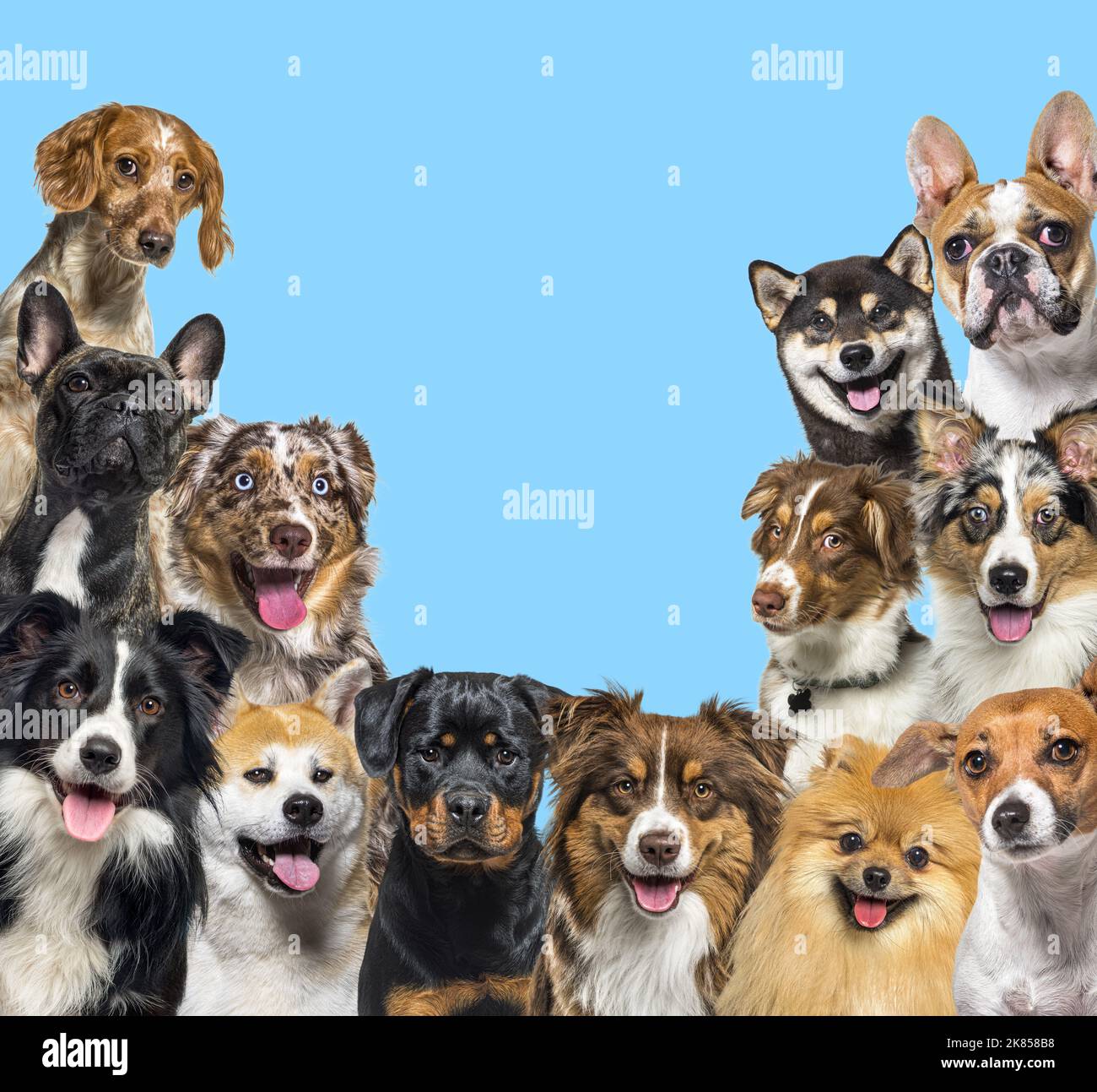 Große Gruppe von Hunden, die auf blauem Hintergrund auf die Kamera schauen Stockfoto