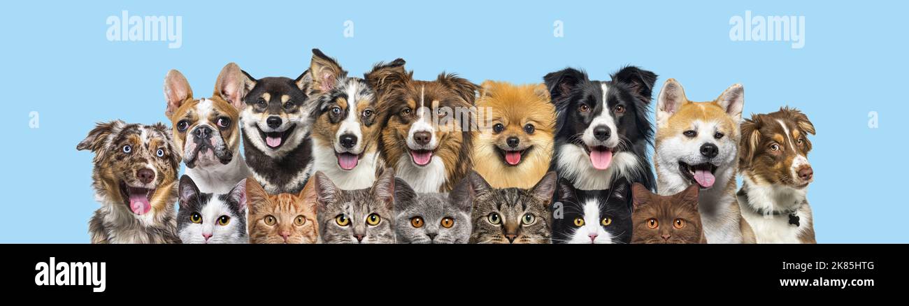 Mehrere Katzen und Hunde haben auf blauem Hintergrund in einer Reihe die Kamera angeschaut Stockfoto