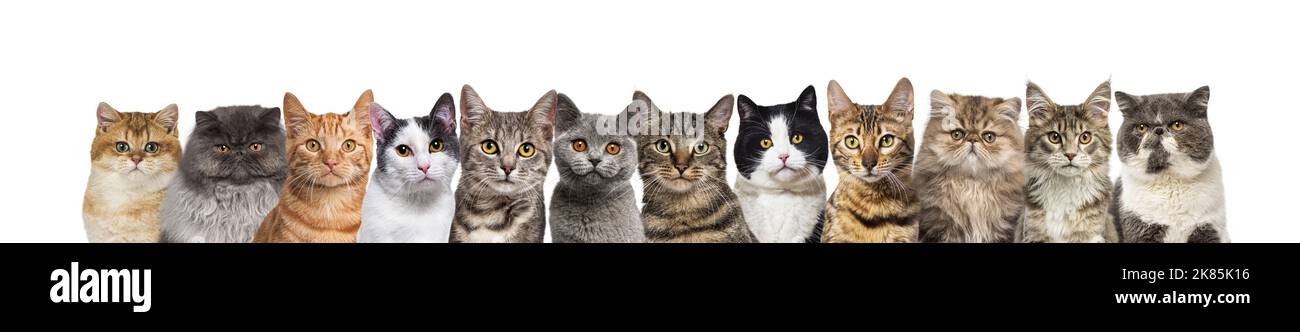 Große Gruppe von Katzen zusammen in einer Reihe, die die Kamera isoliert auf Weiß betrachtet Stockfoto