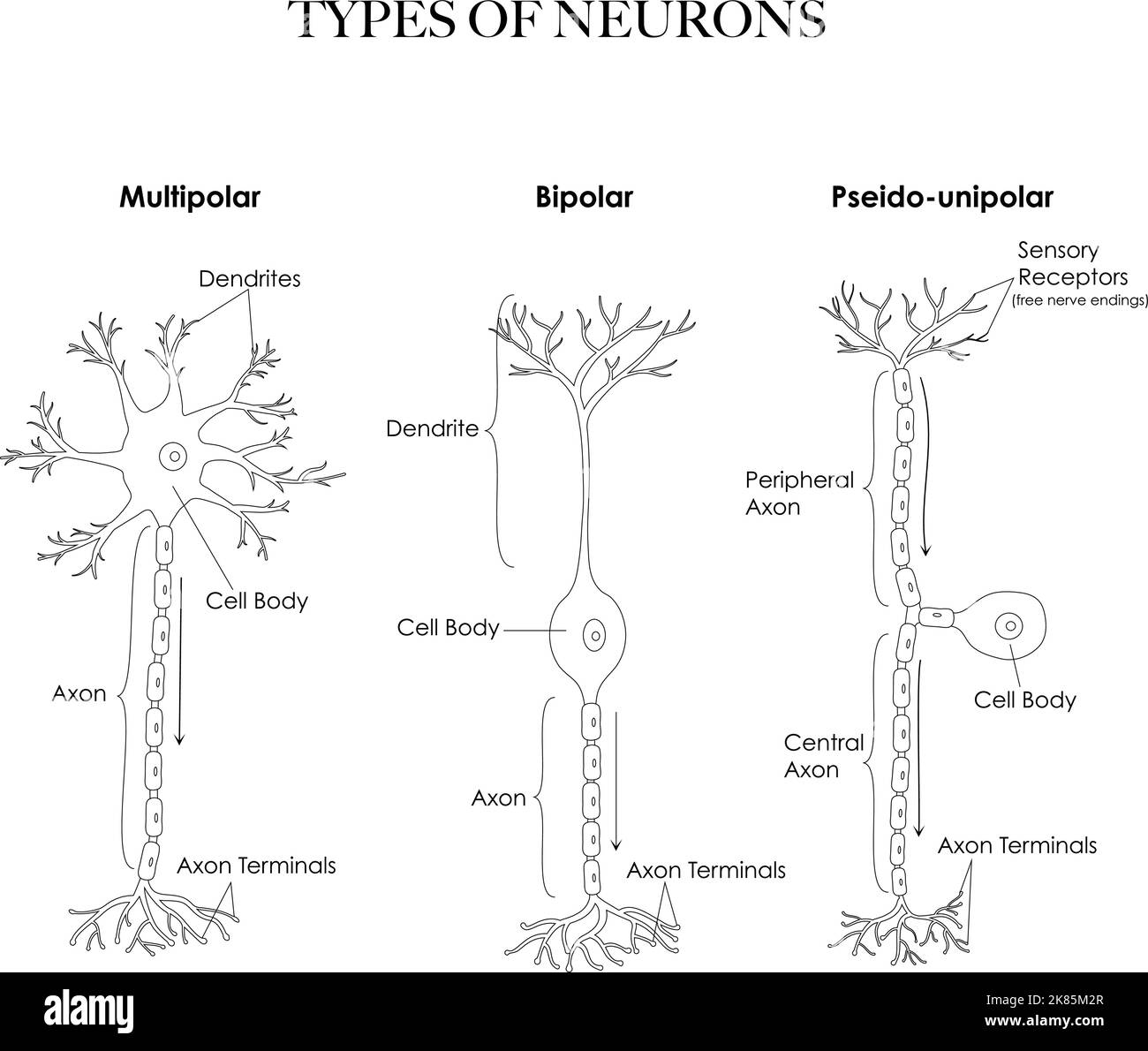 Arten von Neuronen- multipolare, pseudounipolare, bipolare Anatomie schwarz-weiße Linienkunst Illustration. Kann als Arbeitsblatt zum Färben und Lernen verwendet werden Stock Vektor