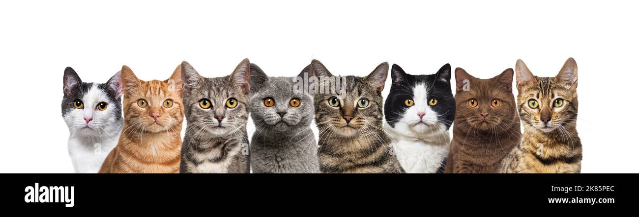 Große Gruppe von Katzen zusammen in einer Reihe, die die Kamera isoliert auf Weiß betrachtet Stockfoto
