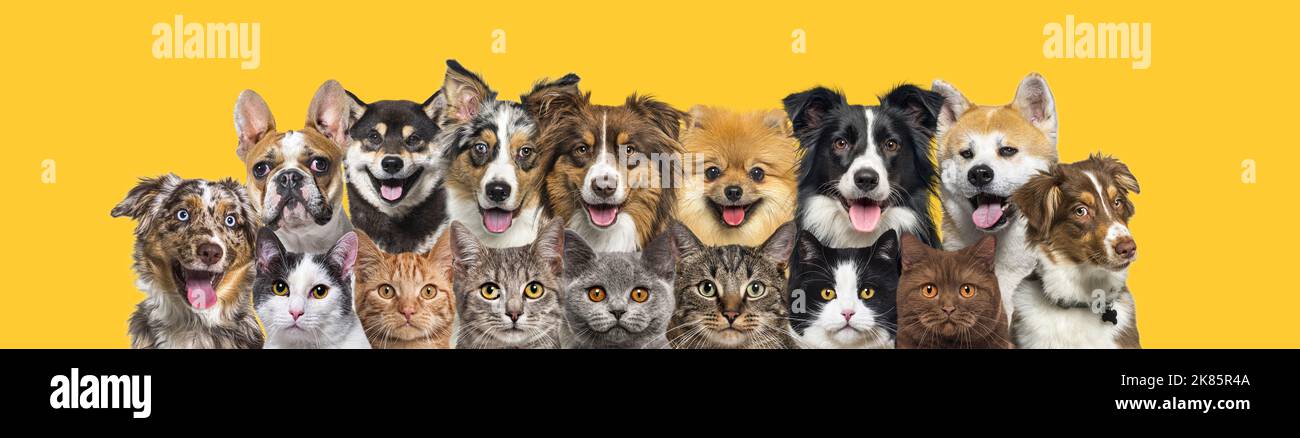 Mehrere Katzen und Hunde haben den Kopf geschossen und in einer Reihe auf gelbem Hintergrund auf die Kamera geschaut Stockfoto