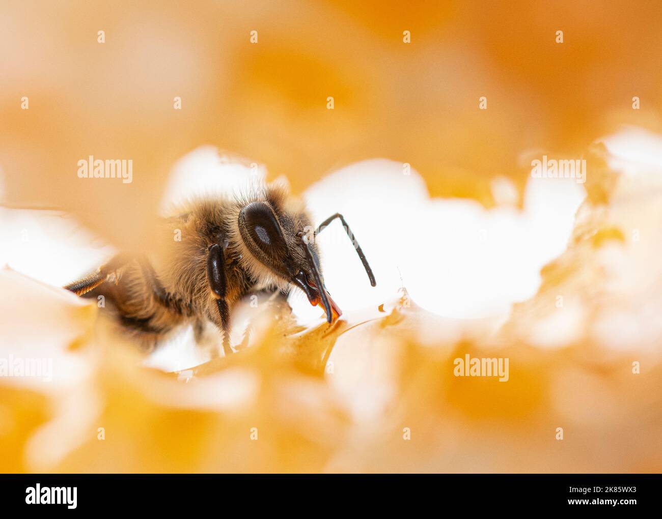 Bienen essen Honig mit der Zunge. Blick durch Wabenstücke Stockfoto