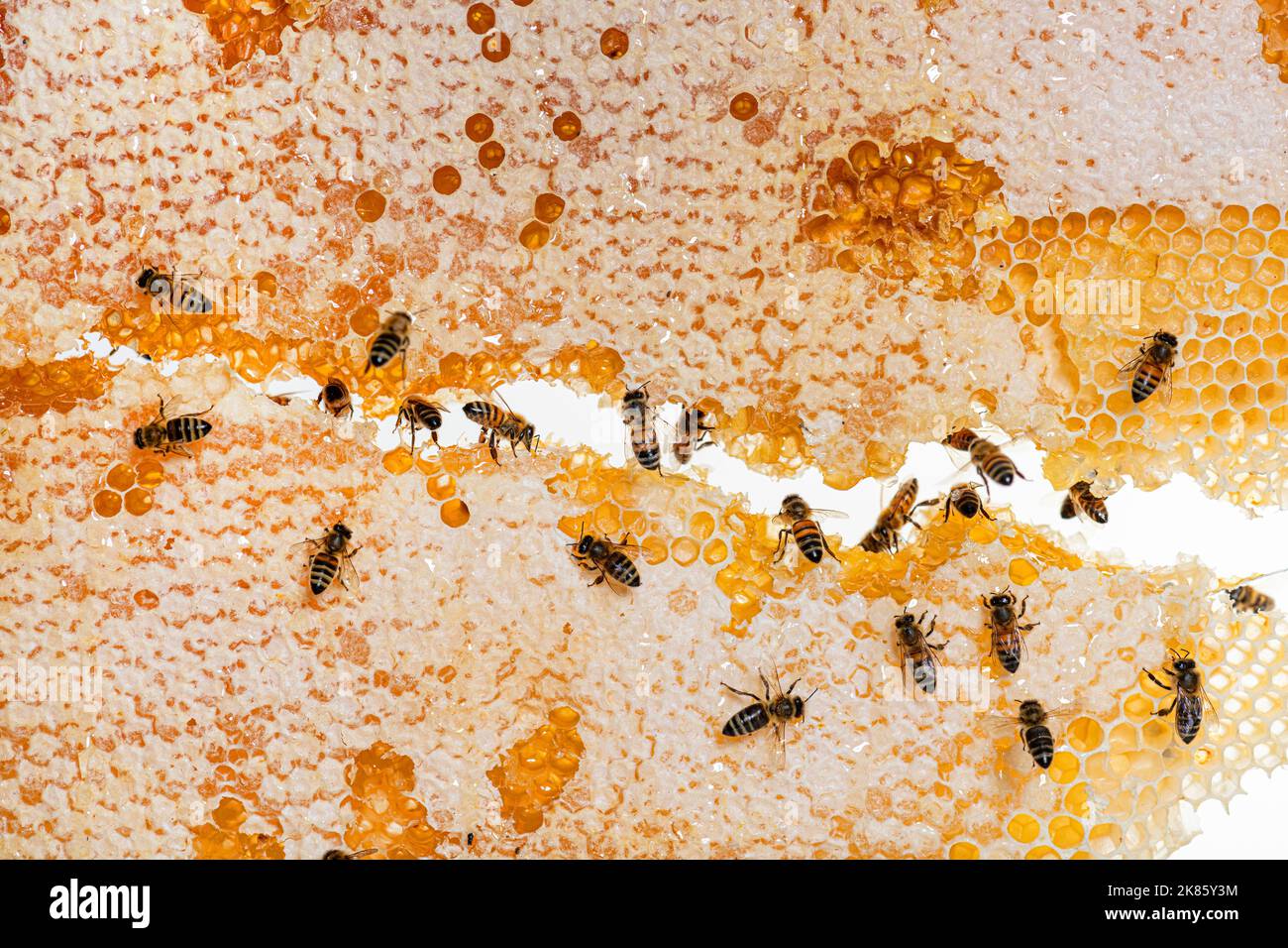 Honigbienen essen Honig auf dem Rahmen eines Bienenstocks, wo Wachs bleibt, isoliert auf einem weißen Hintergrund Stockfoto
