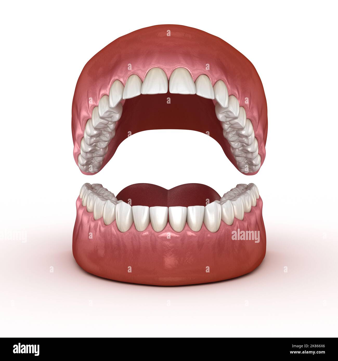 Zahnmedizinische Anatomie - Geöffnet Zahnersatz. Medizinisch genauen zahnmedizinischen 3D-Darstellung Stockfoto