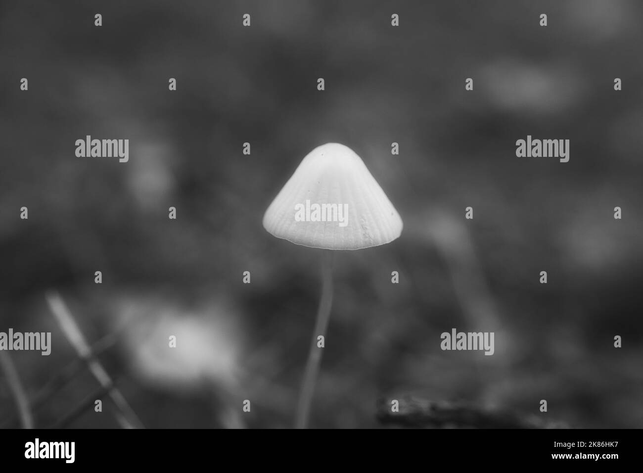 Ein filigraner kleiner Pilz, aufgenommen in Schwarz und Weiß, auf dem Waldboden in sanftem Licht. Makroaufnahme aus der Natur Stockfoto