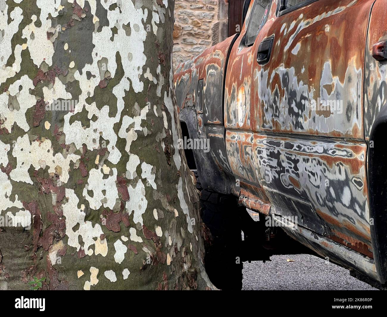 Altes Auto mit abgestreifter Karosserie, das darauf wartet, neben platanus-Bäumen gestrichen zu werden, die gleich aussehen Stockfoto