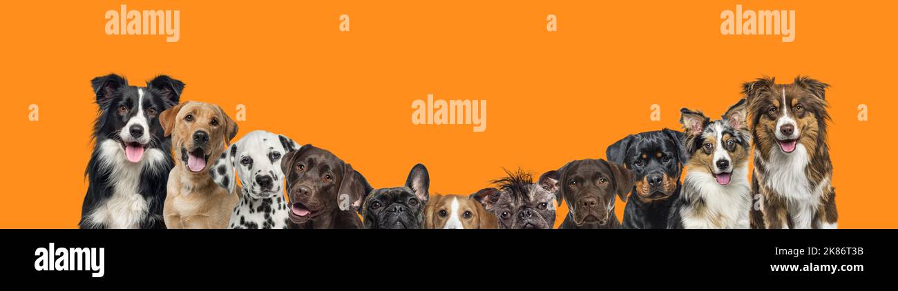 Banner einer großen Gruppe von Hunden in einer Reihe auf orangefarbenem Hintergrund Stockfoto