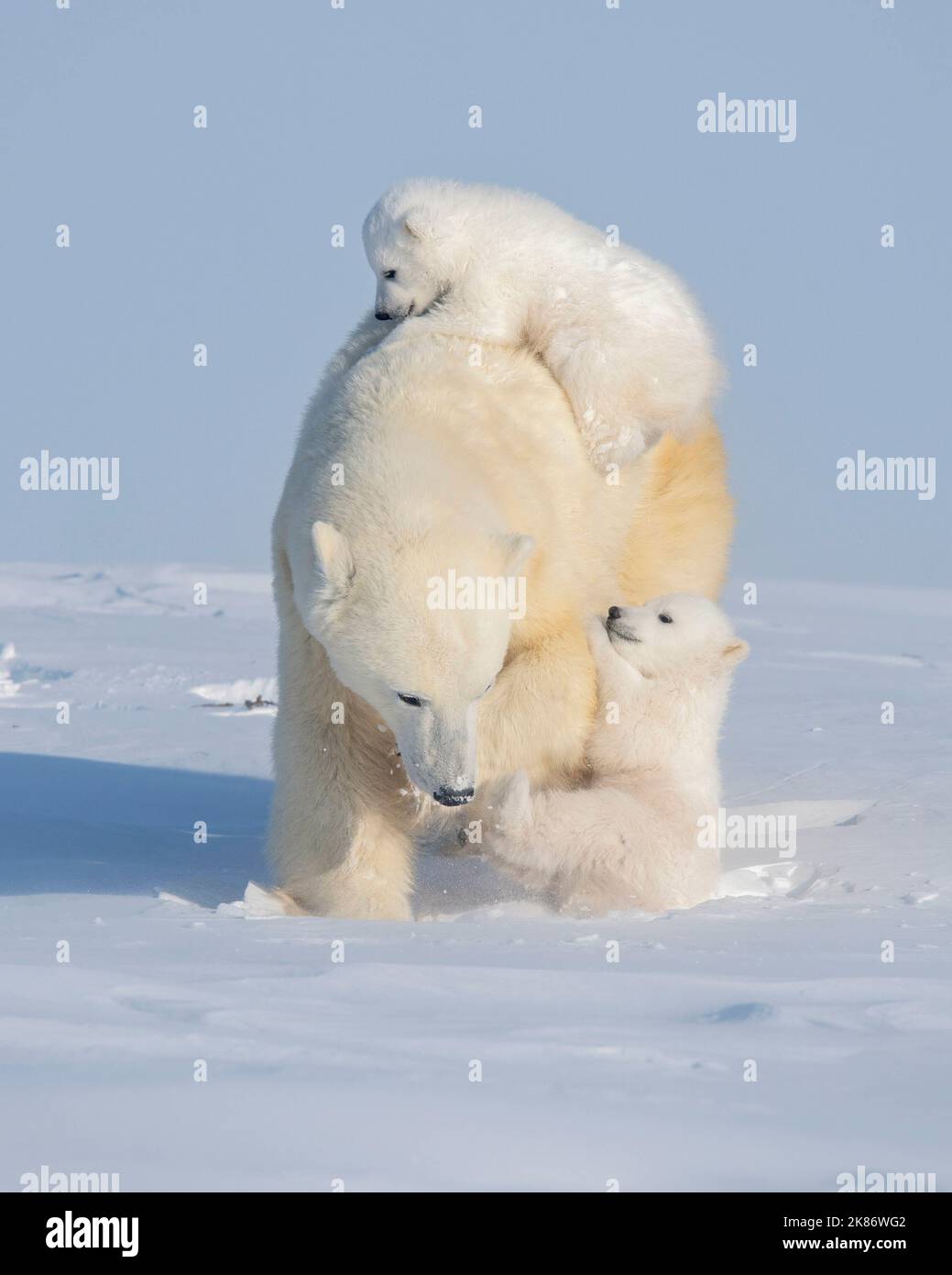Die Babys Klammern sich an Mama. Wapusk National Park, Kanada: WÄHREND ihrer ersten Reise außerhalb der drei Monate alten Eisbären konnten sich die Jungen nicht dem Hopp entziehen Stockfoto