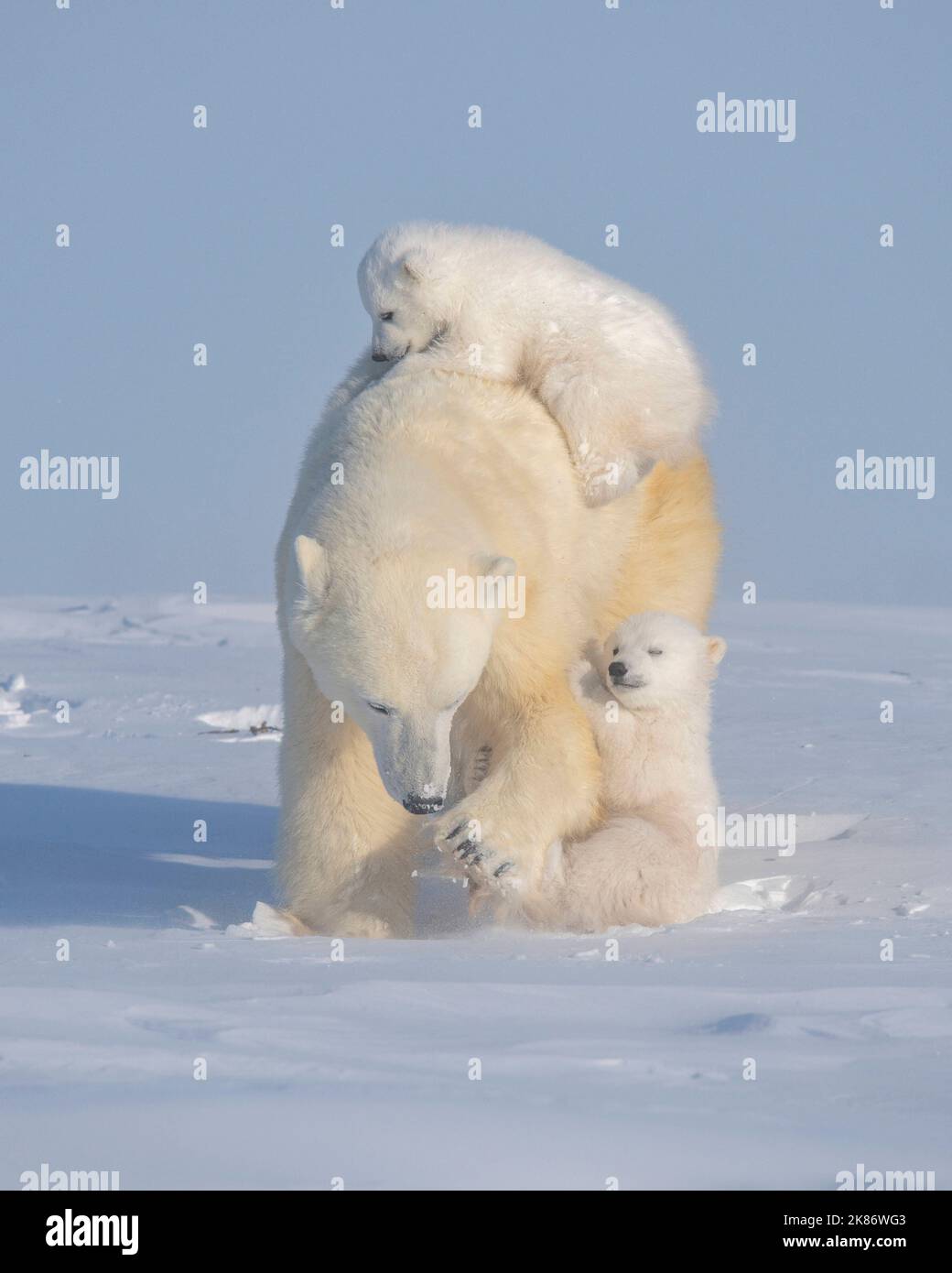 Die Babys zögern auf ihrer Reise. Wapusk National Park, Kanada: WÄHREND ihrer ersten Reise außerhalb dieser drei Monate alten Eisbären konnten Jungen nicht? Stockfoto