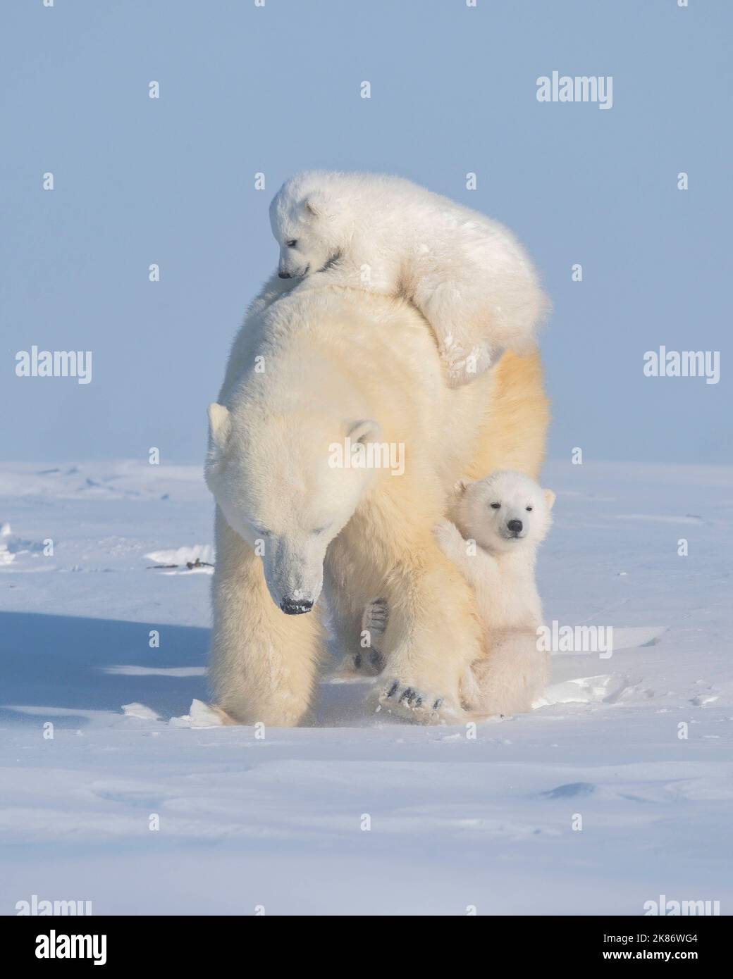 Diese Jungen sind erst drei Monate alt. Wapusk National Park, Kanada: WÄHREND ihrer ersten Reise außerhalb dieser drei Monate alten Eisbären konnten die Jungen nicht Stockfoto