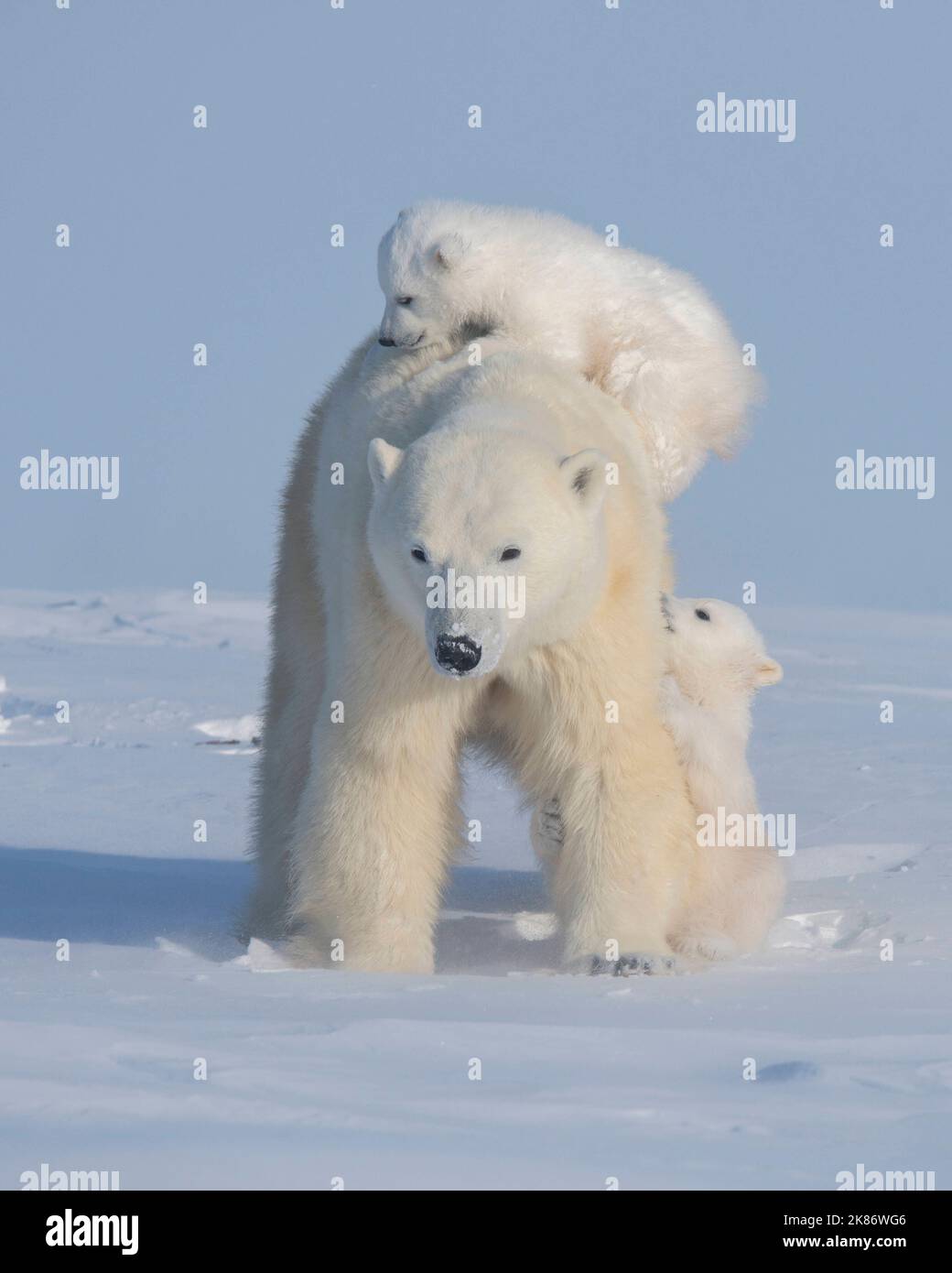 Die erste Reise der Familie. Wapusk National Park, Kanada: WÄHREND ihrer ersten Reise außerhalb dieser drei Monate alten Eisbären konnten sich die Jungen nicht widersetzen Stockfoto