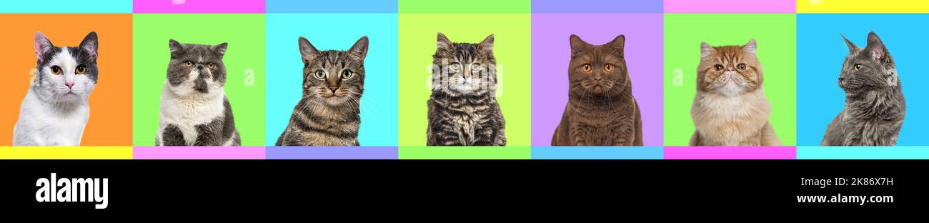 Banner, Collage von mehreren Katzen Kopf Portraitfotos auf einem bunten Hintergrund einer Vielzahl von verschiedenen hellen Farben. Stockfoto