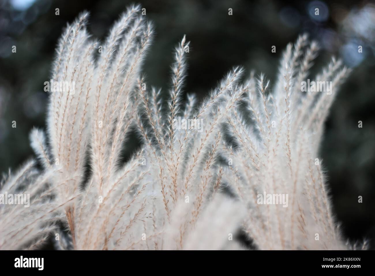 Verschwommener Bokeh-Naturhintergrund mit Wild Dry Grass on Wind. Schöne Defokussed Ästhetische Tapete. Herbstnatur. Stockfoto