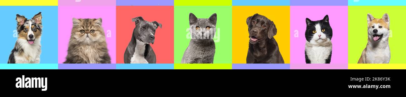 Banner mit mehreren Kopffotos von Katzen und Hunden auf einem bunten Hintergrund, umgeben von einem Fries Stockfoto