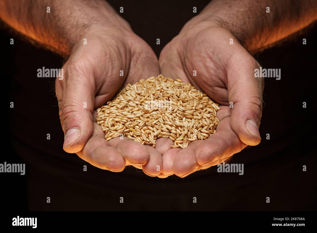 Nahaufnahme der männlichen Hände, die eine kleine Menge Weizenkerne halten. Mangel an Nahrung und Hunger-Konzept Stockfoto