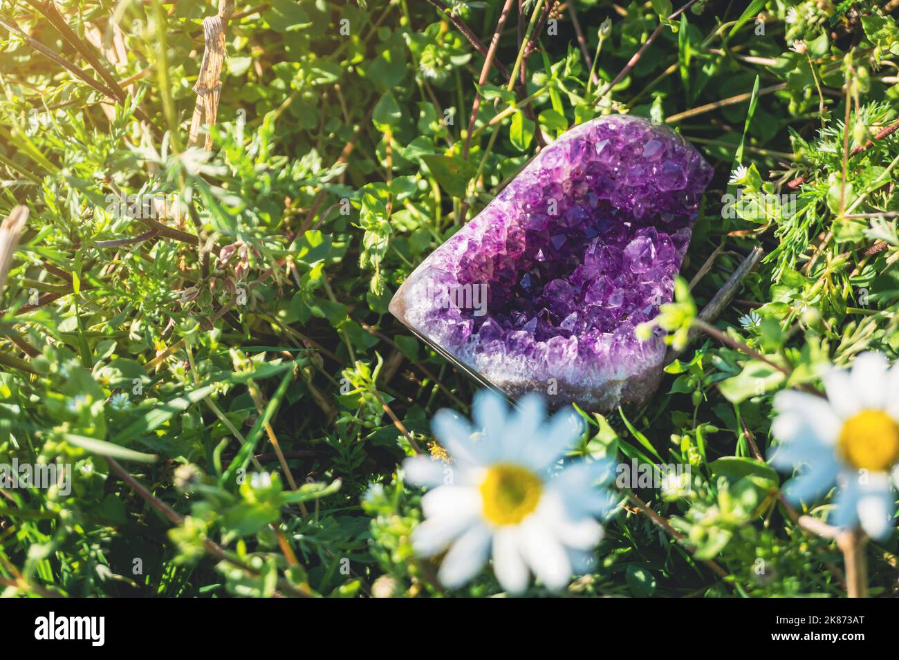 Amethyst Druse Kristall auf grünem Naturrasen und Gänseblümchen im Freien Hintergrund mit Kopieplatz. Heilung, Meditation lila Edelstein. Stockfoto