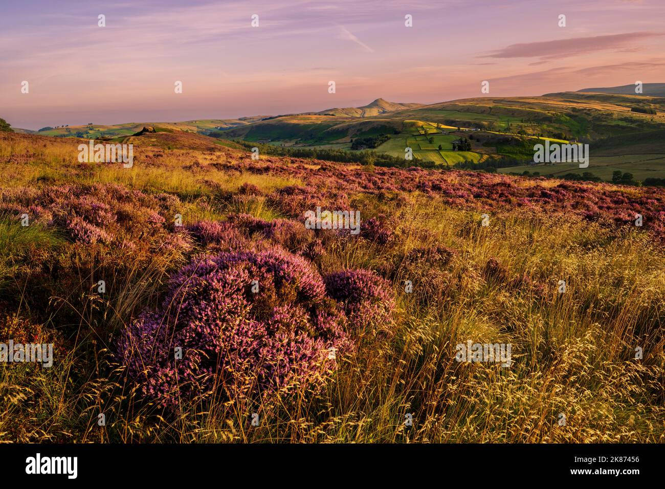 Die Sommeransicht von Shutlinsloe mit Heidekraut, Wildboarclough, Cechhire, England, Vereinigtes Königreich, Europa Stockfoto