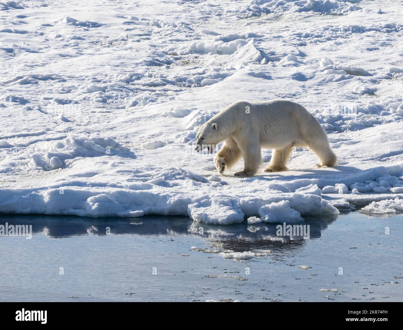 Ein erwachsener Eisbär (Ursus maritimus), der auf dem schnellen Eisrand in Storfjorden, Svalbard, Norwegen, Europa, läuft Stockfoto