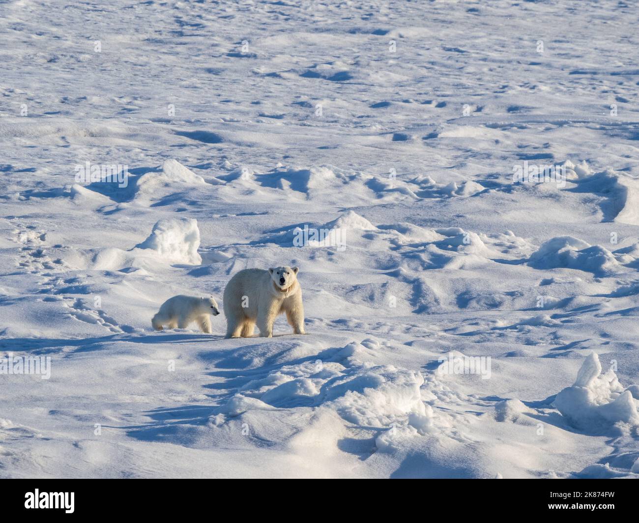 Eine Mutter Eisbär (Ursus maritimus) mit ihrem COY (Jungtier des Jahres), der auf dem schnellen Eisrand, Storfjorden, Spitzbergen, Norwegen, Europa, spaziert Stockfoto