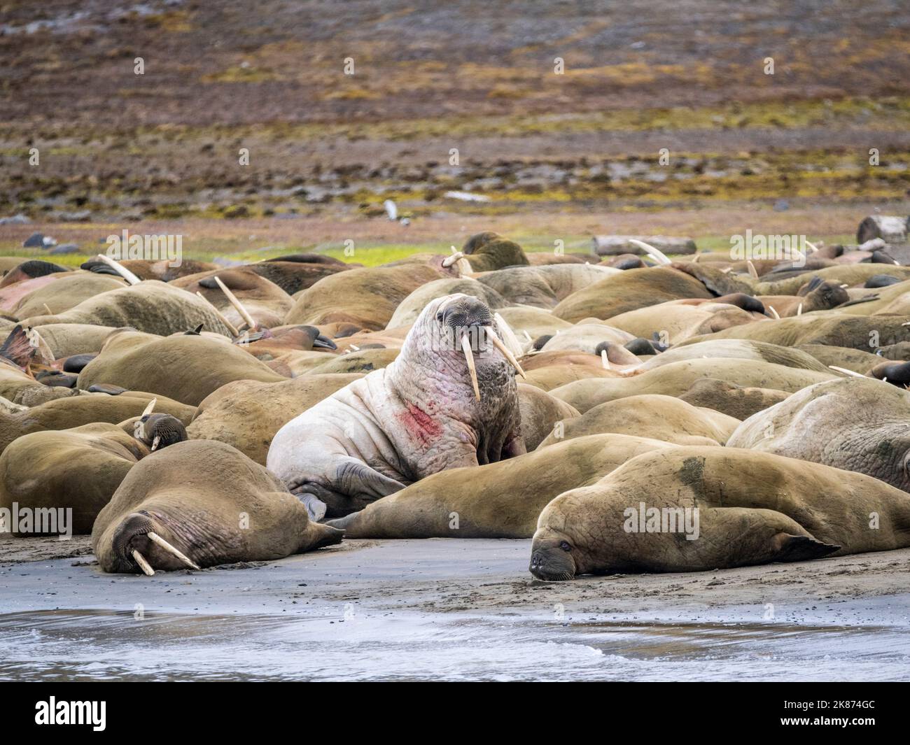 Erwachsene männliche Walrosse (Odobenus rosmarus) zogen am Strand von Kapp Lee, Edgeoya, Svalbard, Norwegen, Europa, aus Stockfoto