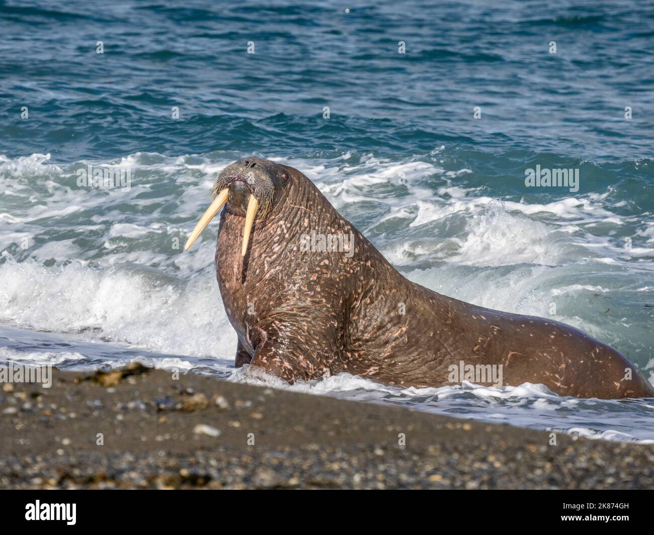Der Erwachsene Walross (Odobenus rosmarus) zieht am Strand von Poolepynten, Svalbard, Norwegen, Europa Stockfoto
