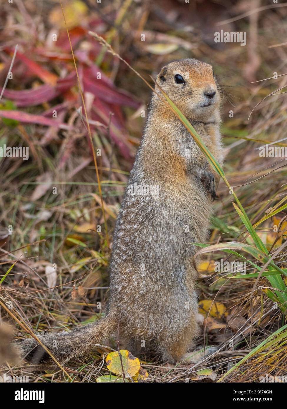 Ein erwachsenes arktisches Bodenhörnchen (Urocitellus parryii), das im Denali National Park, Alaska, USA, Nordamerika, in der Bürste steht Stockfoto