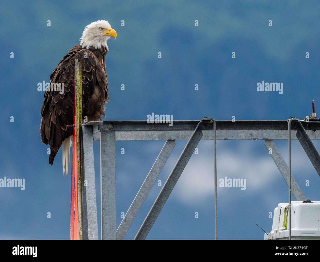 Ein erwachsener Weißkopfseeadler (Haliaeetus leucocephalus), der auf einem Kanalmarkierer außerhalb von Seward, Alaska, den Vereinigten Staaten von Amerika, Nordamerika, thront Stockfoto